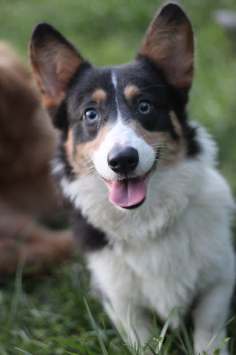 Butterball, a Pembroke Welsh Corgi tested with EmbarkVet.com