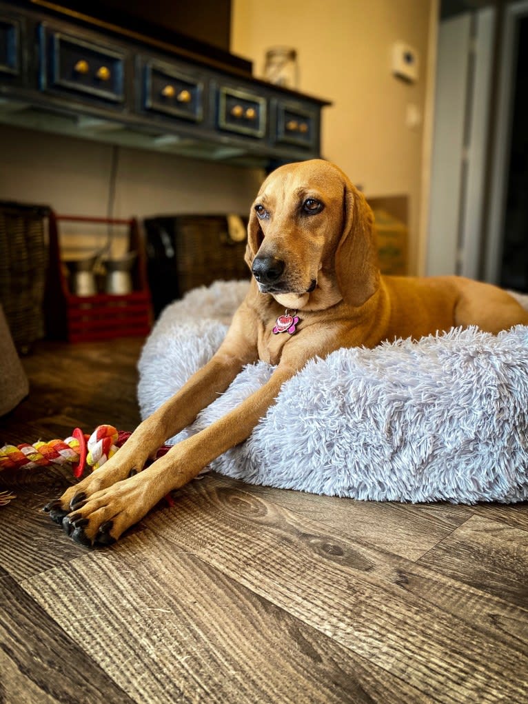 Patsy, an American English Coonhound tested with EmbarkVet.com