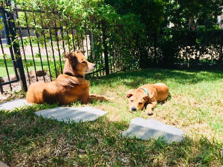 Everest, an American Pit Bull Terrier and Chow Chow mix tested with EmbarkVet.com