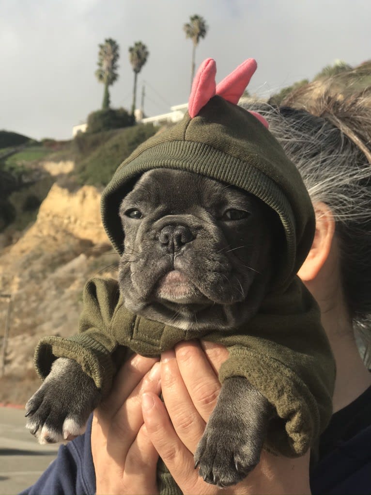 Gianna, a French Bulldog tested with EmbarkVet.com