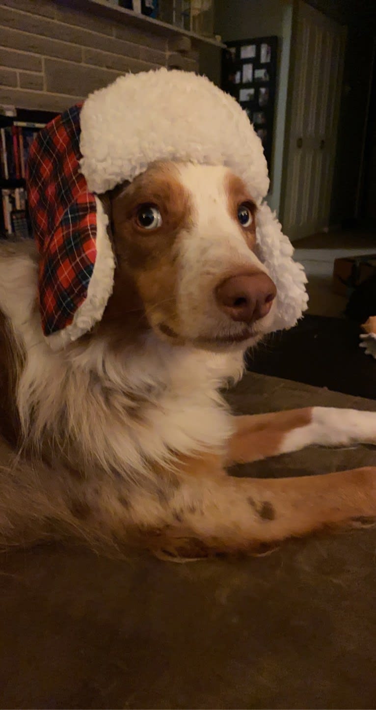 Harrison, an Australian Shepherd and Border Collie mix tested with EmbarkVet.com