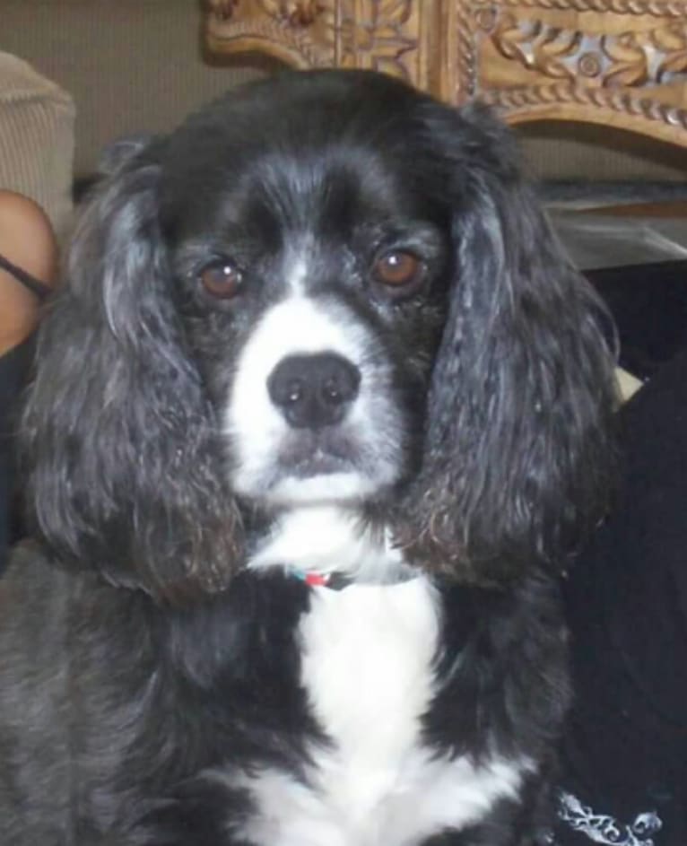 JD, a Cocker Spaniel and Lhasa Apso mix tested with EmbarkVet.com