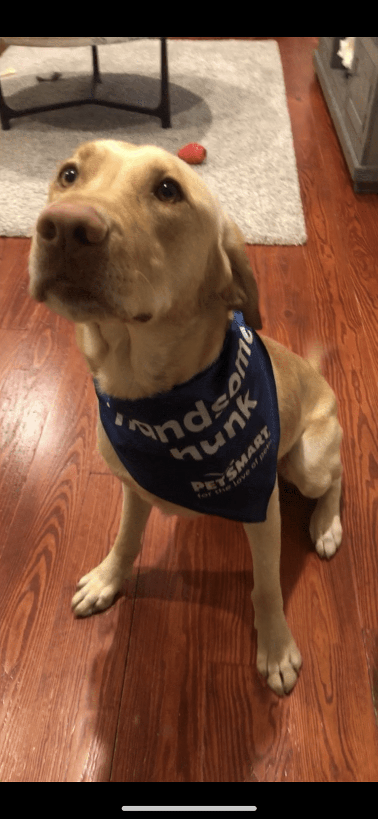 Gus, a Labrador Retriever tested with EmbarkVet.com