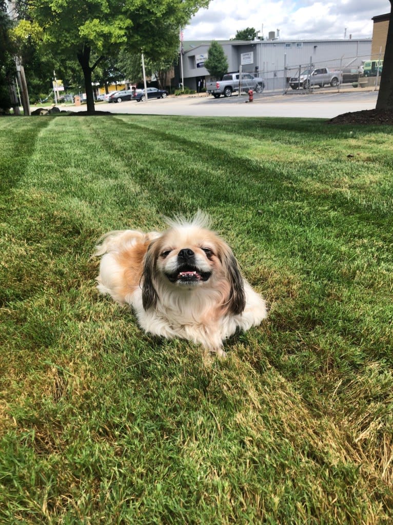 Baxter, a Pekingese and Japanese Chin mix tested with EmbarkVet.com