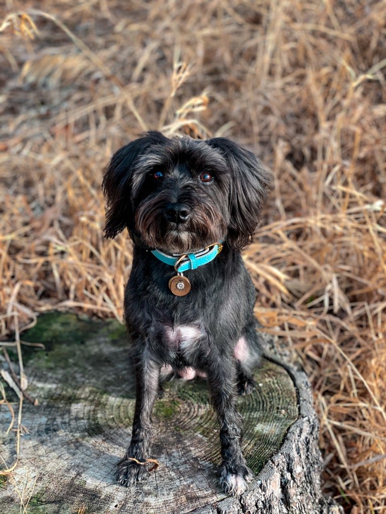 Poppy, a Miniature Schnauzer tested with EmbarkVet.com