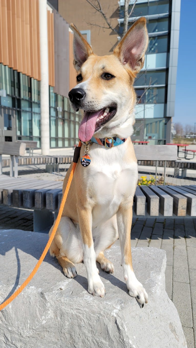 SPRESSO, an Akita and Siberian Husky mix tested with EmbarkVet.com