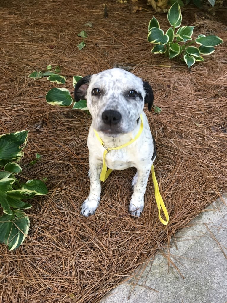 Hayes, a Boston Terrier and American Pit Bull Terrier mix tested with EmbarkVet.com