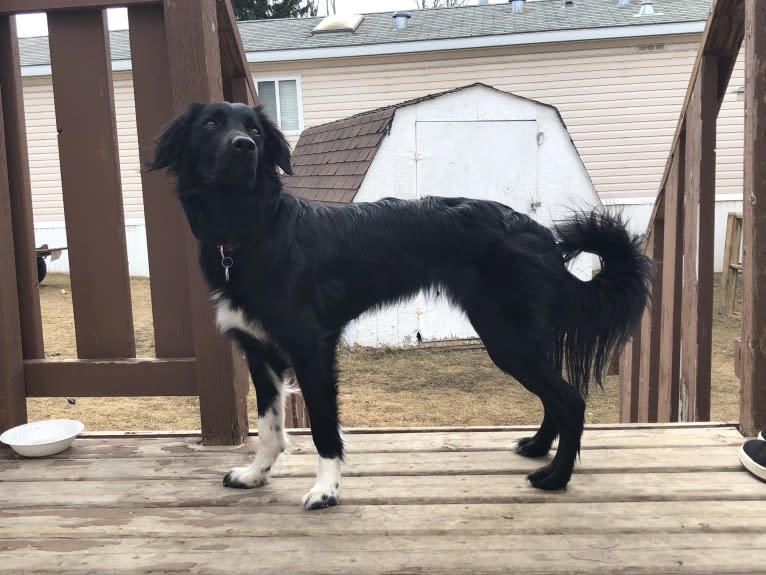 Aloe Vera, a Rottweiler and Border Collie mix tested with EmbarkVet.com