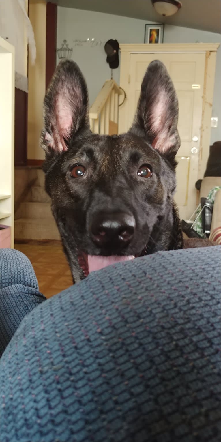 Mako, a Dutch Shepherd tested with EmbarkVet.com