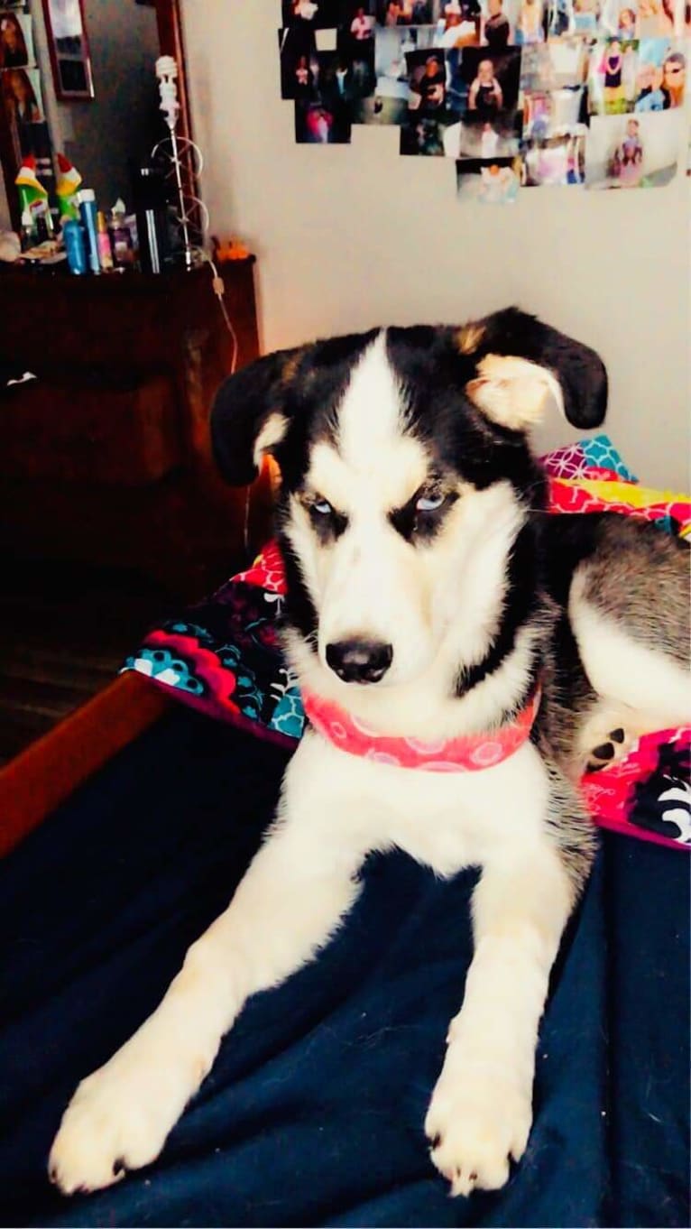 Orah-Skylah Gray, a Siberian Husky and Cocker Spaniel mix tested with EmbarkVet.com