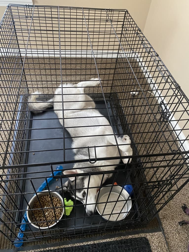 Storm, a Siberian Husky and American Pit Bull Terrier mix tested with EmbarkVet.com