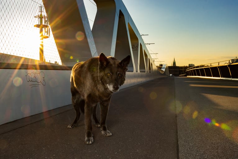 Tanis, an European Village Dog tested with EmbarkVet.com