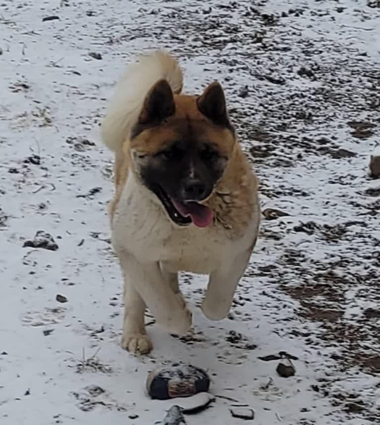 Geena, an Akita tested with EmbarkVet.com