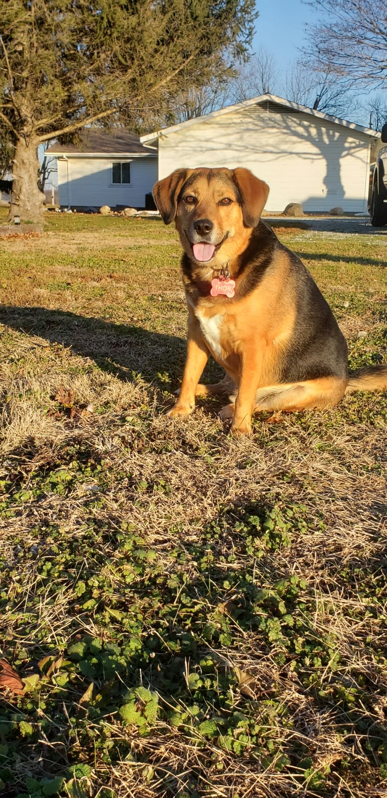 Thor, a Beagle and Australian Shepherd mix tested with EmbarkVet.com