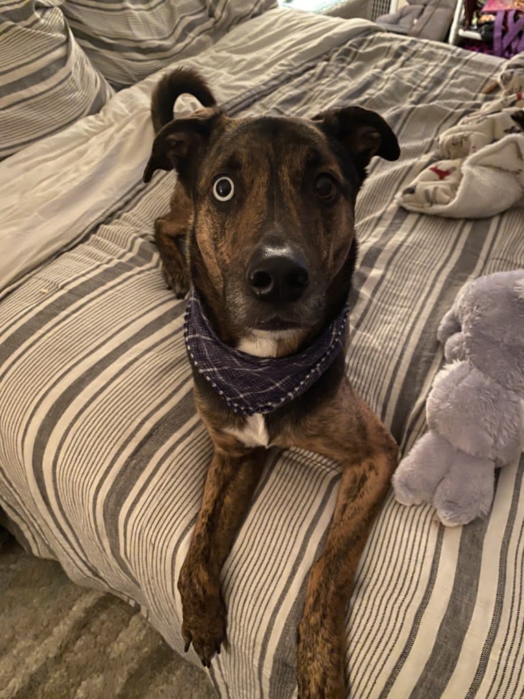 Waldo, a German Shepherd Dog and Dalmatian mix tested with EmbarkVet.com