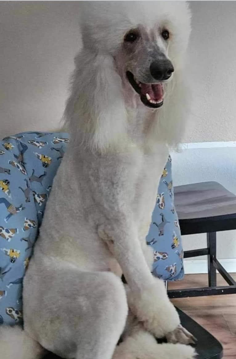 Gypsy, a Poodle (Standard) tested with EmbarkVet.com