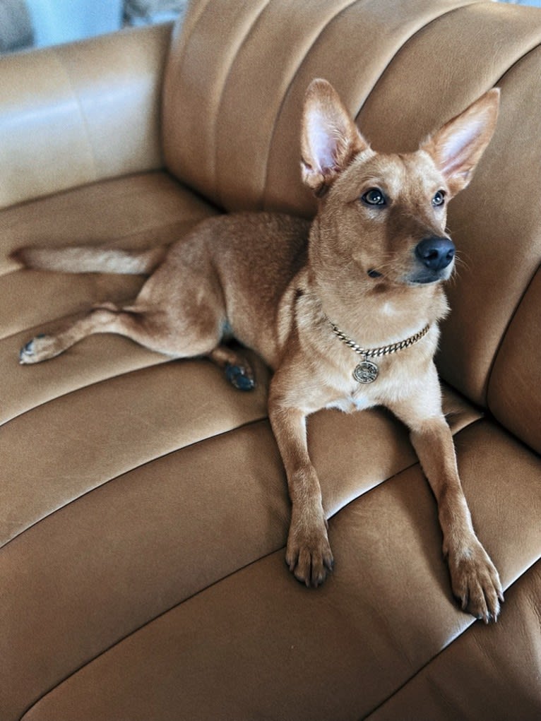 Foxy, an American Pit Bull Terrier and Australian Cattle Dog mix tested with EmbarkVet.com