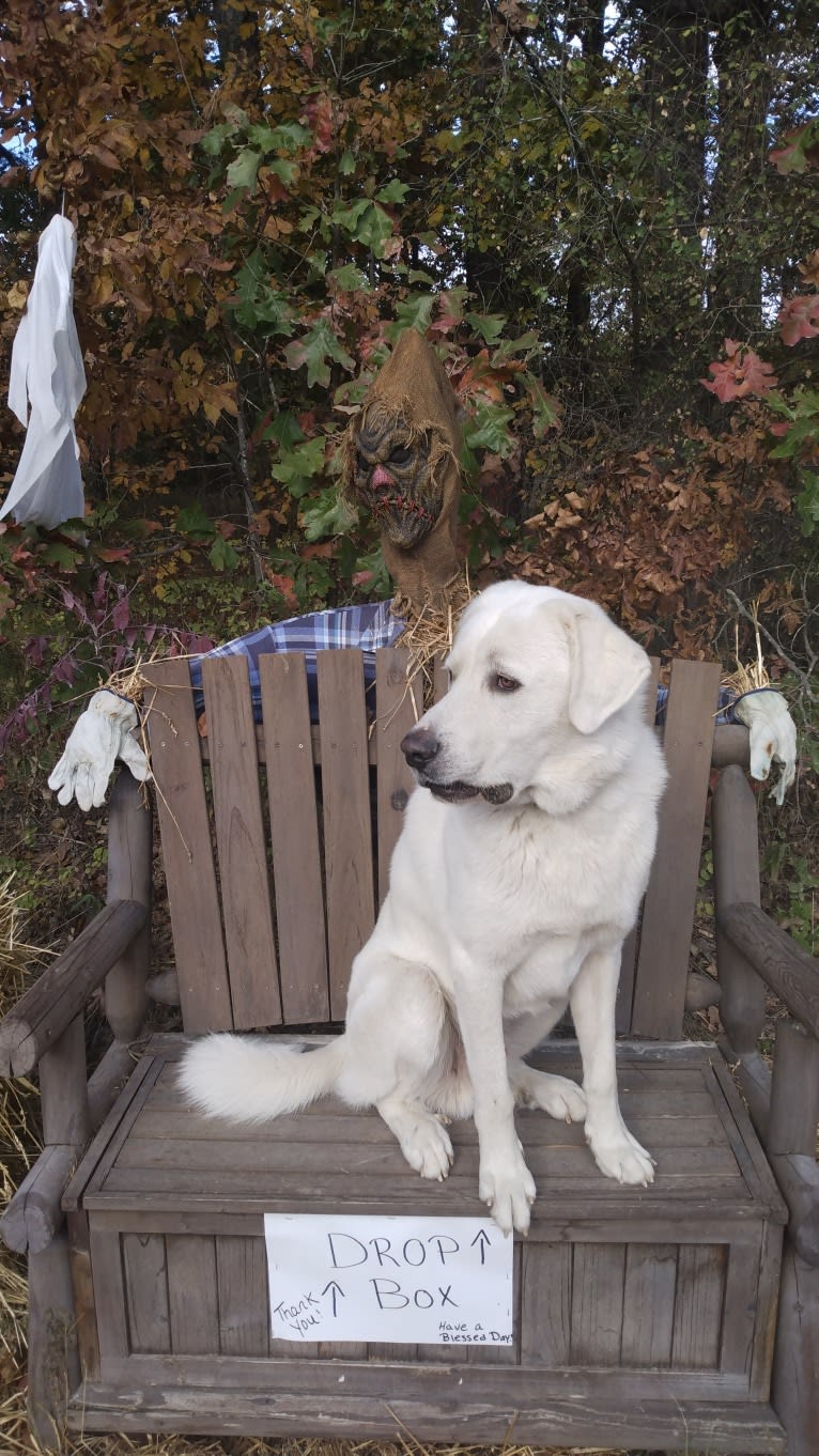 Aladdin, a Great Pyrenees tested with EmbarkVet.com