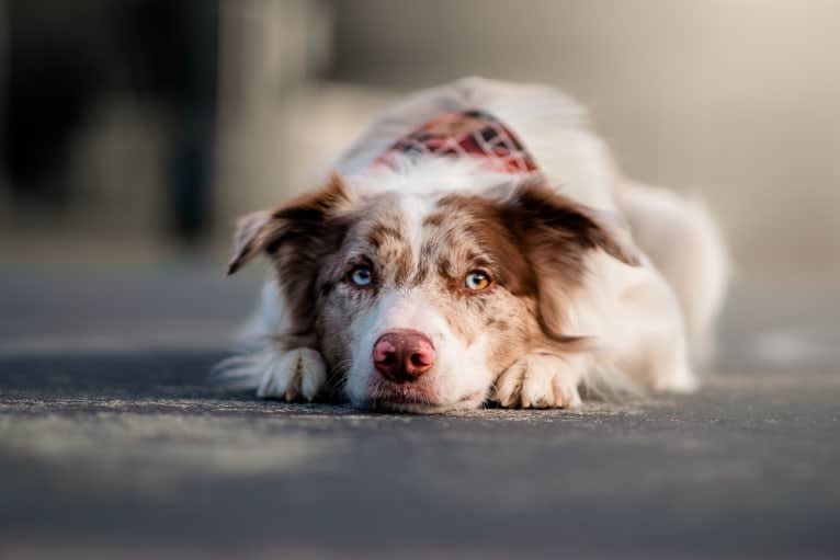 Spurs N Ashes, a Border Collie tested with EmbarkVet.com