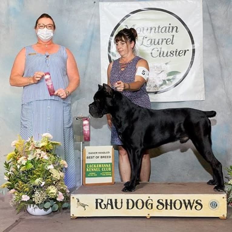 Diesel, a Cane Corso tested with EmbarkVet.com