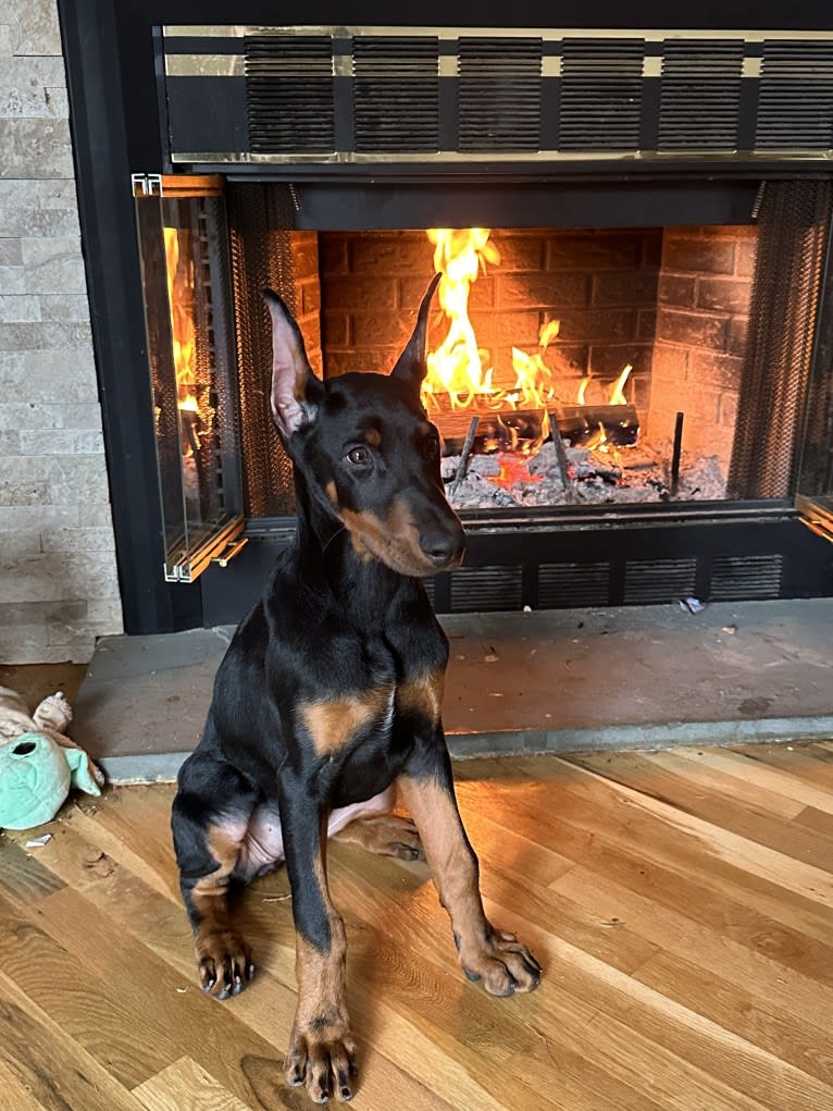 Doberman Fields’ Hecate / Rhaenyra, a Doberman Pinscher tested with EmbarkVet.com