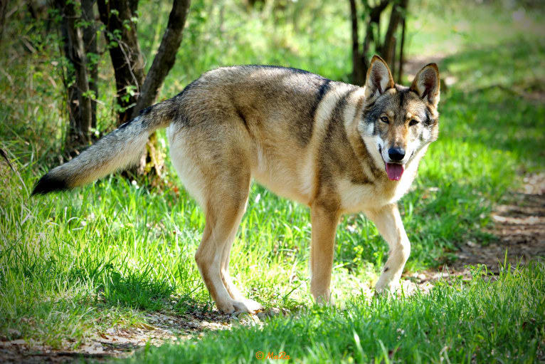 O'Badr al-Budur de l'Eden des Shokou, a Saarloos Wolfdog tested with EmbarkVet.com