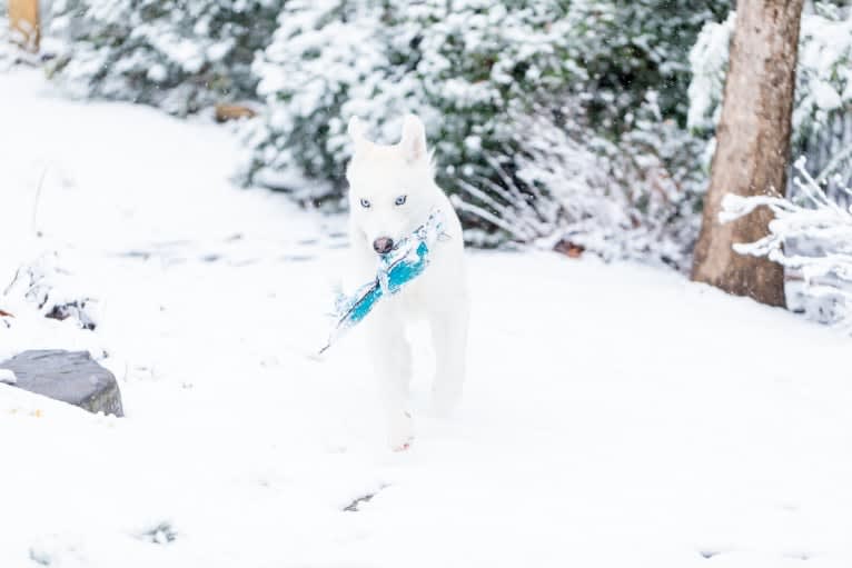 Dash, a Siberian Husky and German Shepherd Dog mix tested with EmbarkVet.com