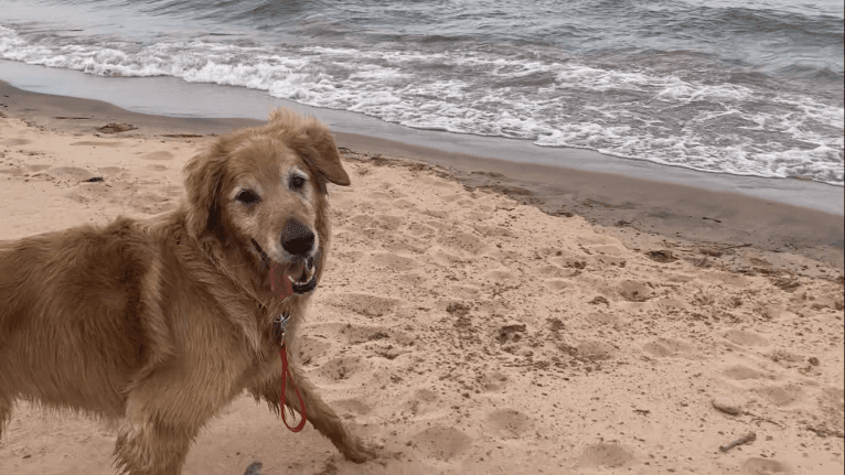 Timber “Gross Manor’s I’ll Be The One You Won’t Forget”, a Golden Retriever tested with EmbarkVet.com