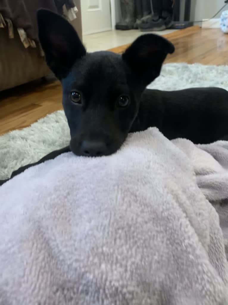 Westin, an Australian Cattle Dog and American Pit Bull Terrier mix tested with EmbarkVet.com