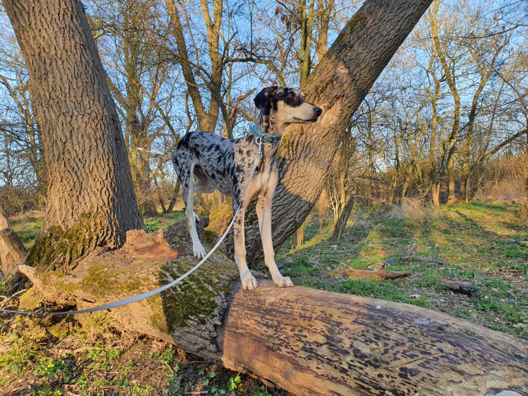 Arlo, a Greyhound and Saluki mix tested with EmbarkVet.com