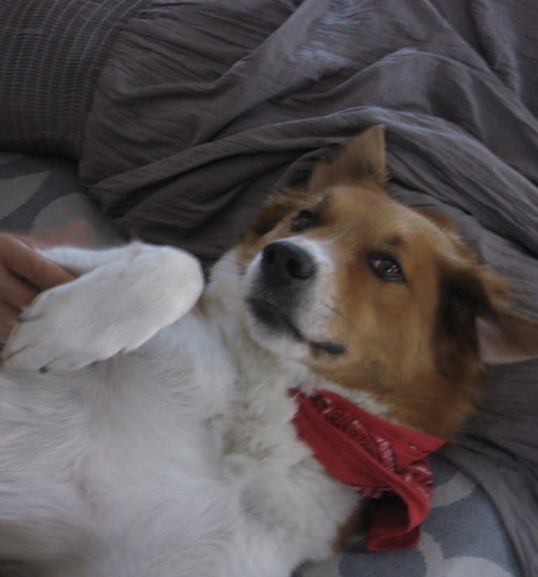 Bentley, a Chow Chow and Labrador Retriever mix tested with EmbarkVet.com