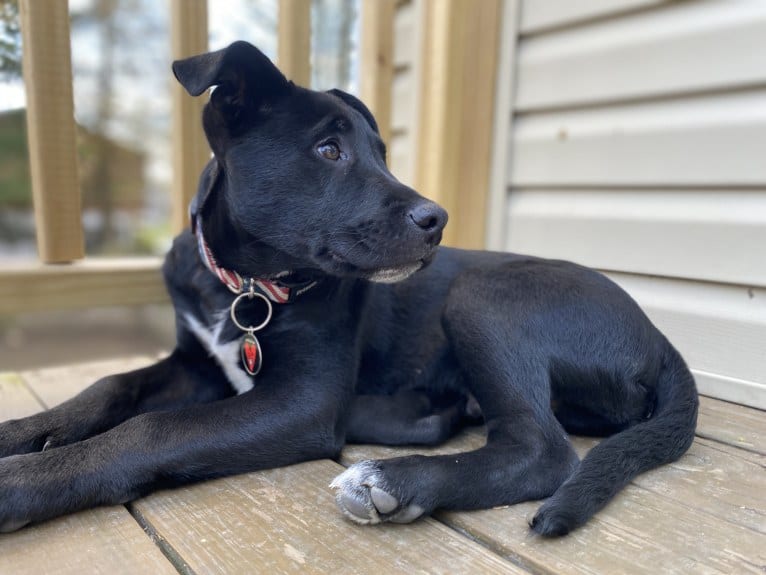 Mooshie, an American Pit Bull Terrier and German Shepherd Dog mix tested with EmbarkVet.com