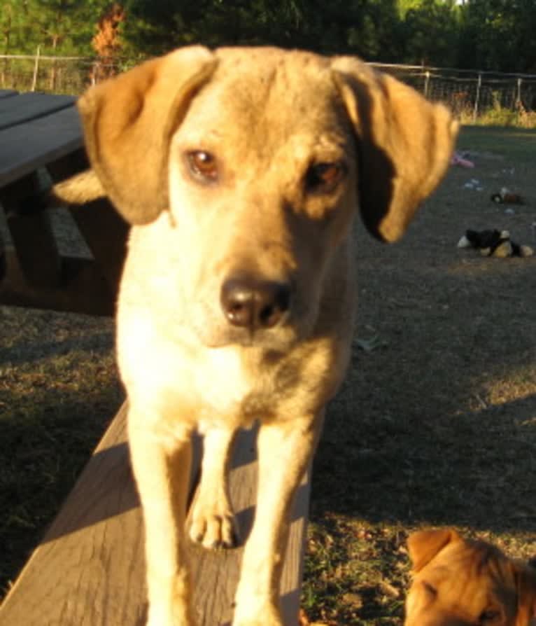 Chase, an American Pit Bull Terrier and Great Pyrenees mix tested with EmbarkVet.com