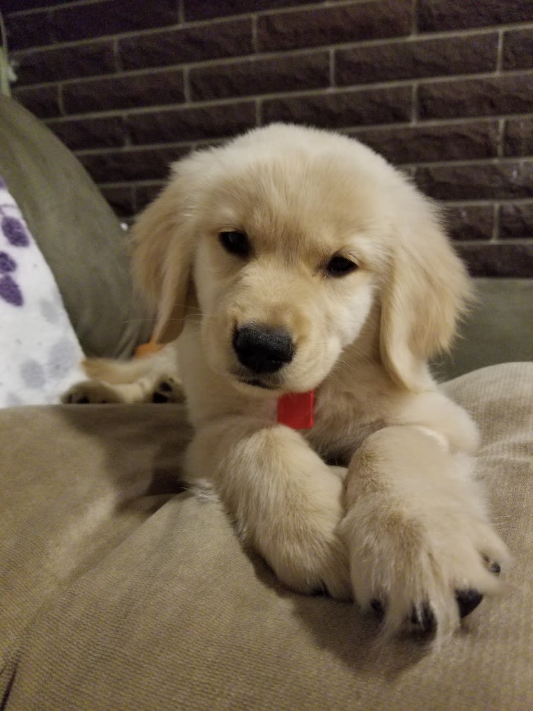 WC's Little Miss Hot Cakes "Bindi", a Golden Retriever tested with EmbarkVet.com