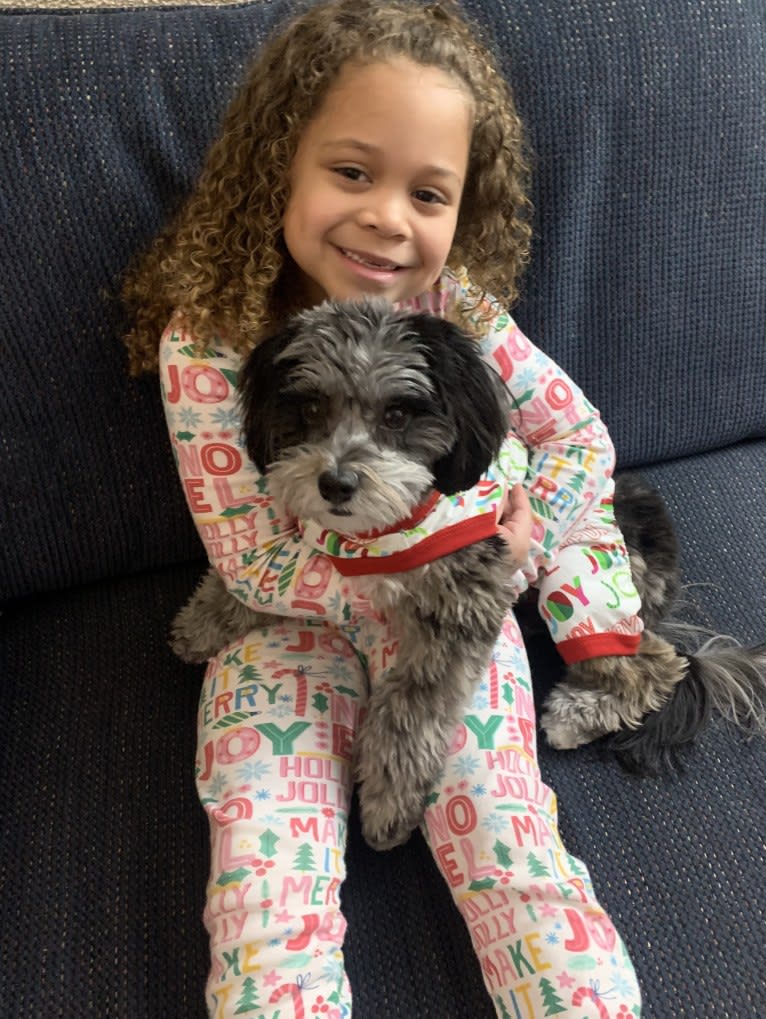Bella, a Lhasa Apso and Poodle (Small) mix tested with EmbarkVet.com