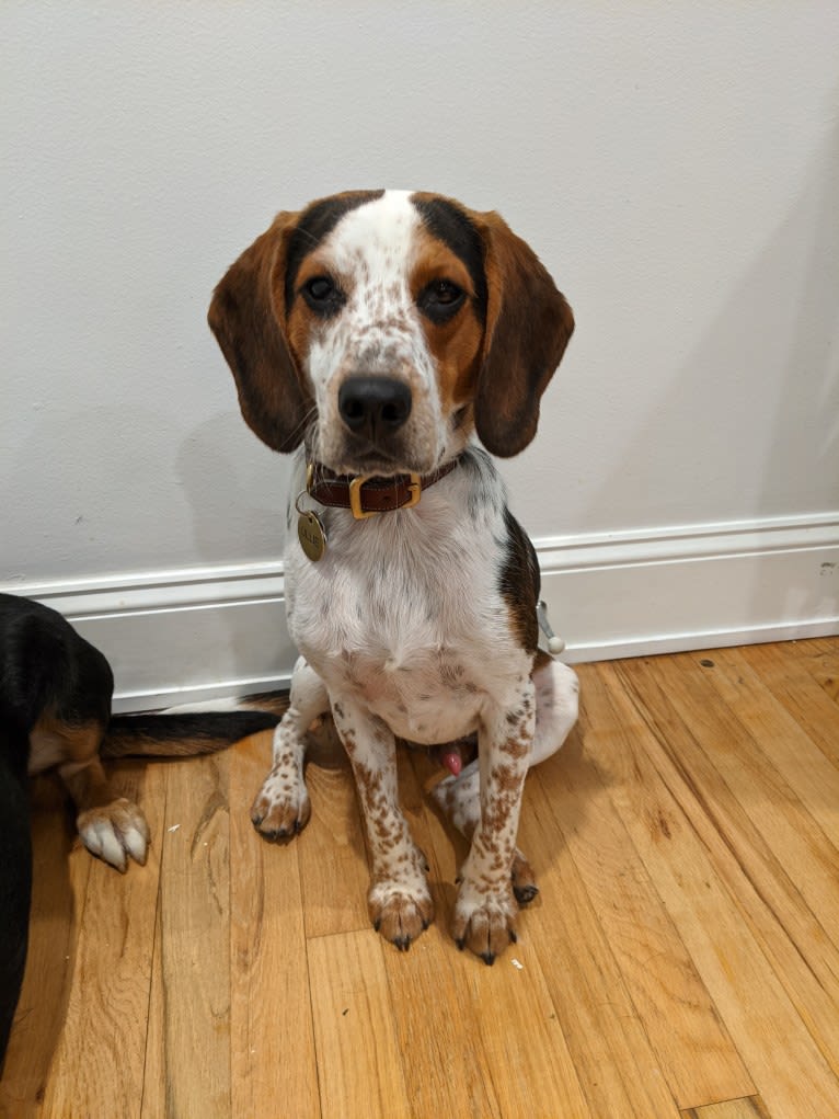 Ollie, a Beagle tested with EmbarkVet.com