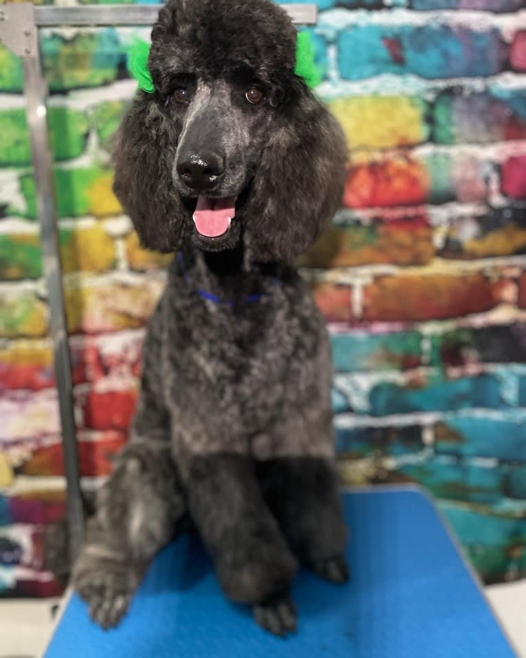 Yelena Romanoff, a Poodle (Standard) tested with EmbarkVet.com