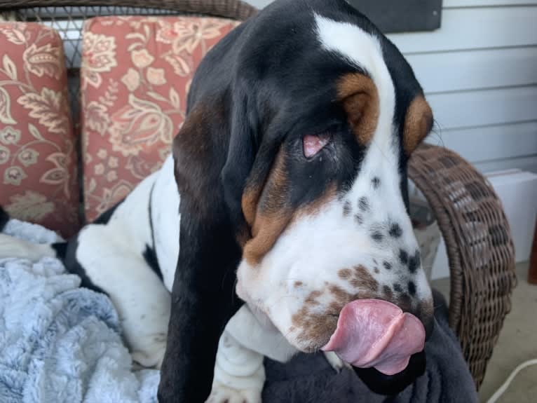 Harper, a Basset Hound tested with EmbarkVet.com