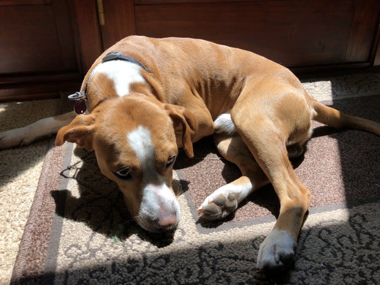 Rocky, a Chihuahua and American Pit Bull Terrier mix tested with EmbarkVet.com