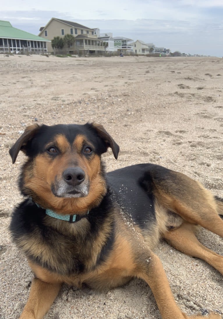 Scout, a Miniature/MAS-type Australian Shepherd and American Foxhound mix tested with EmbarkVet.com