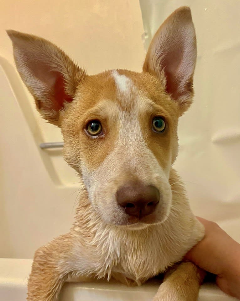 Lou, an Australian Cattle Dog and Australian Shepherd mix tested with EmbarkVet.com