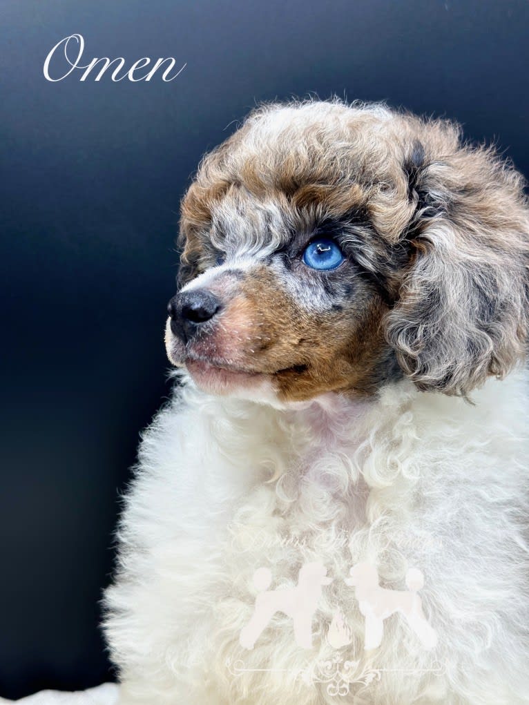 Omen, a Poodle (Small) tested with EmbarkVet.com