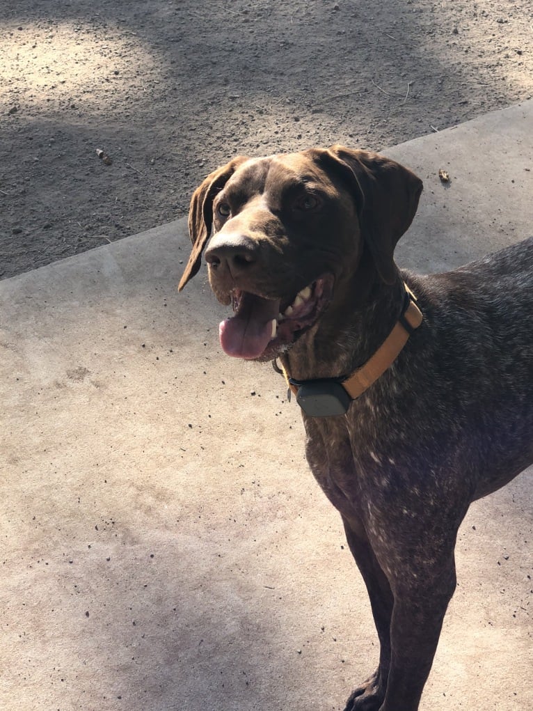 Ace, a German Shorthaired Pointer tested with EmbarkVet.com