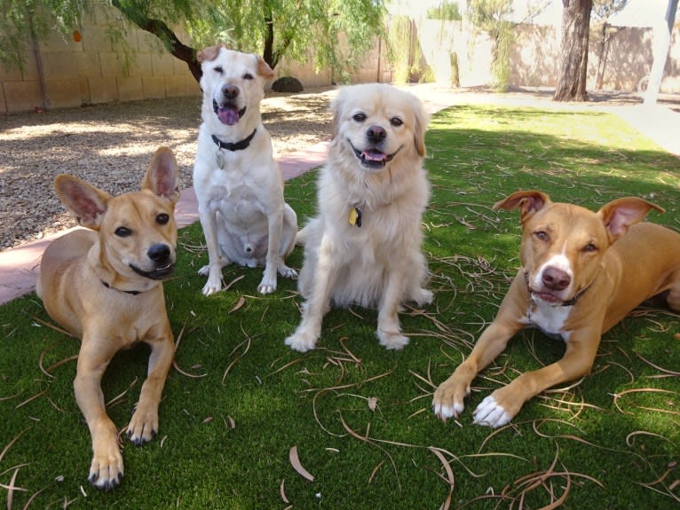 Bean, a Chow Chow and Chihuahua mix tested with EmbarkVet.com