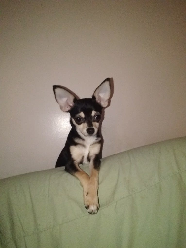 Rita Moreno Matos, a Chihuahua tested with EmbarkVet.com
