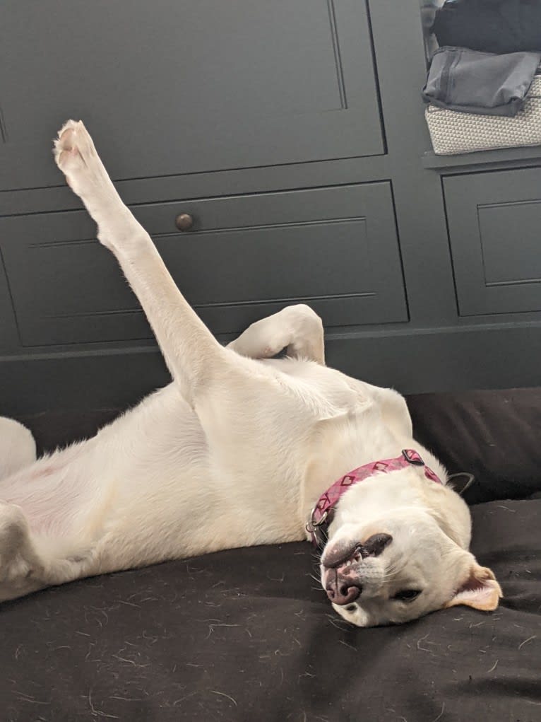 Maisy, a German Shepherd Dog and American Pit Bull Terrier mix tested with EmbarkVet.com