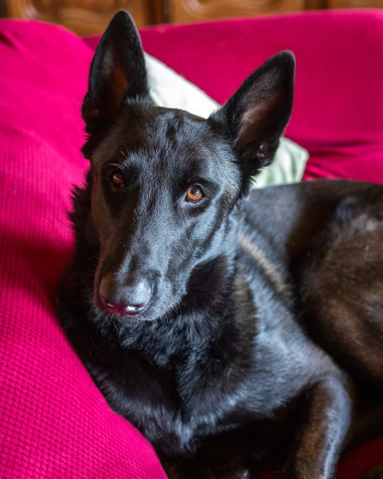 Ada, a Belgian Malinois and German Shepherd Dog mix tested with EmbarkVet.com