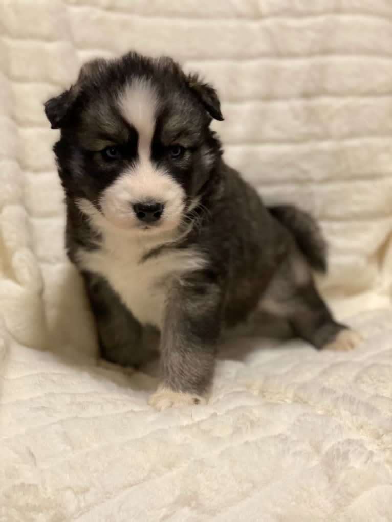 Iroh, a Siberian Husky tested with EmbarkVet.com