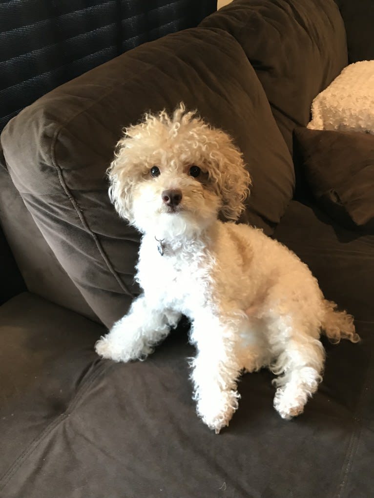 Reeves The Majestic, a Poodle (Small) tested with EmbarkVet.com