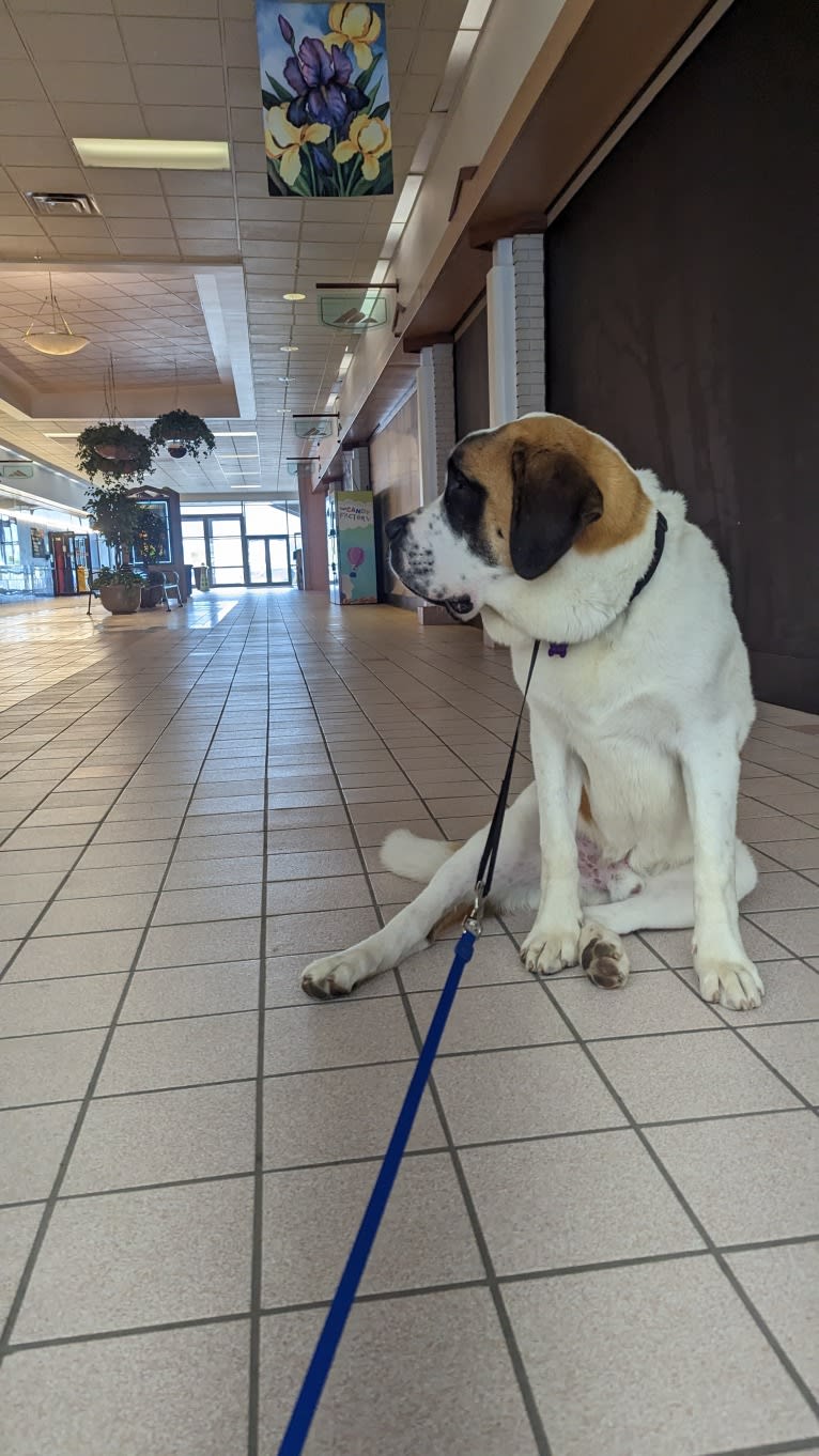 Charlie, a Saint Bernard tested with EmbarkVet.com